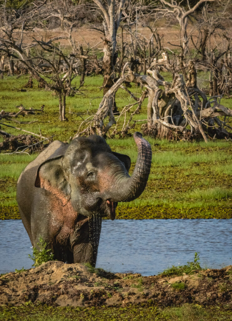 Wild life Sri Lanka