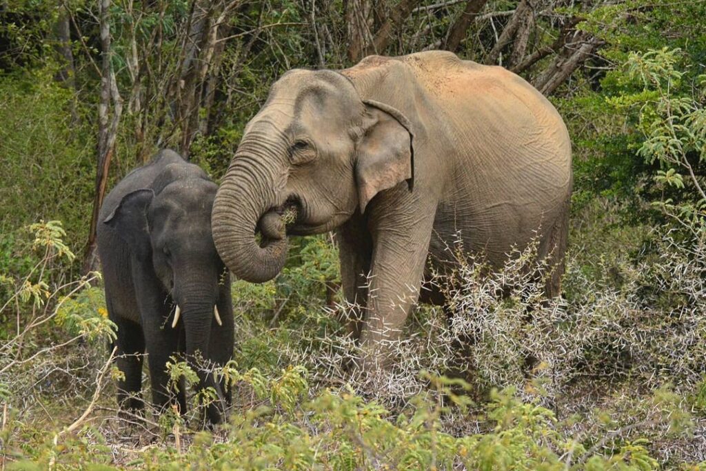 Wild life Sri Lanka