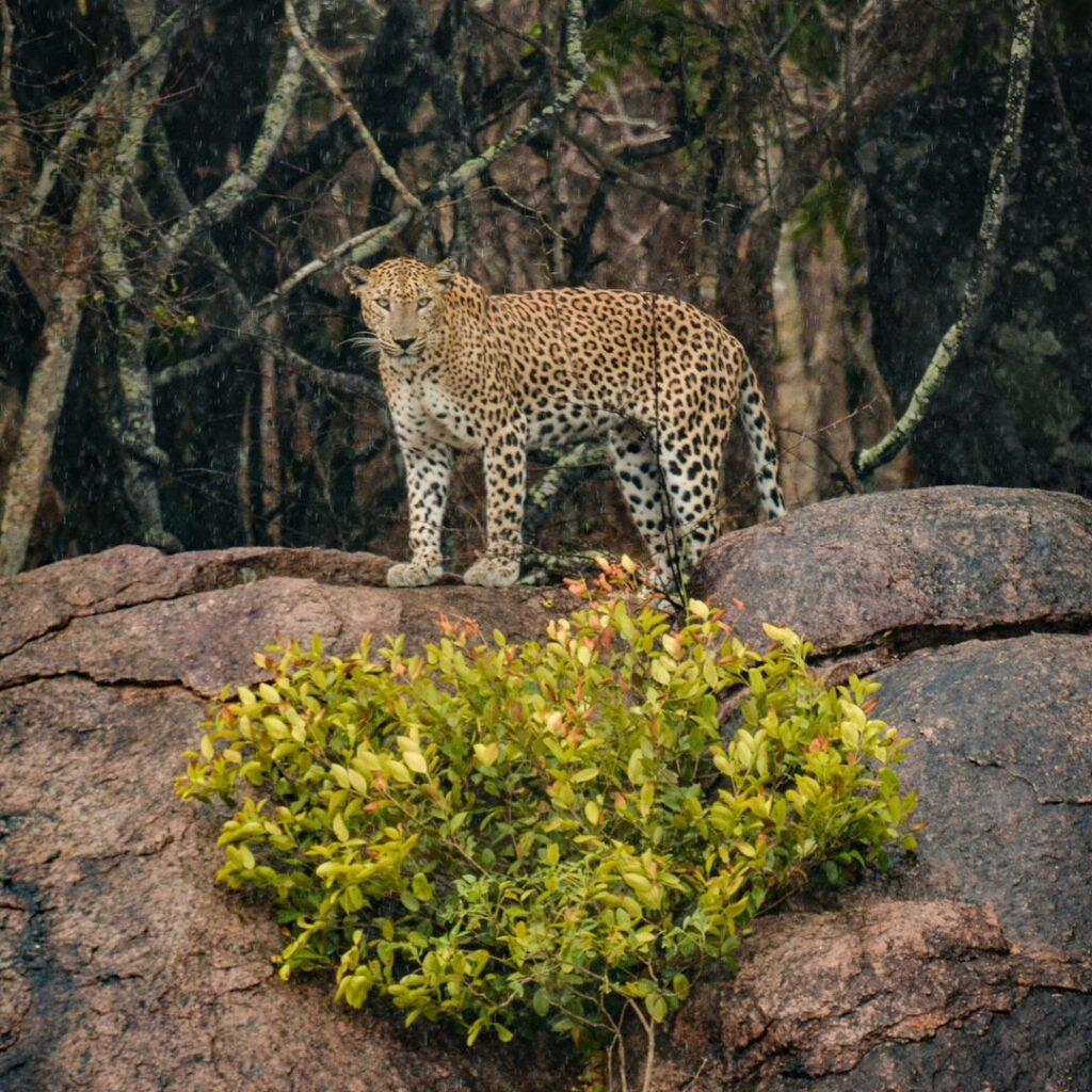 Wild life Sri Lanka