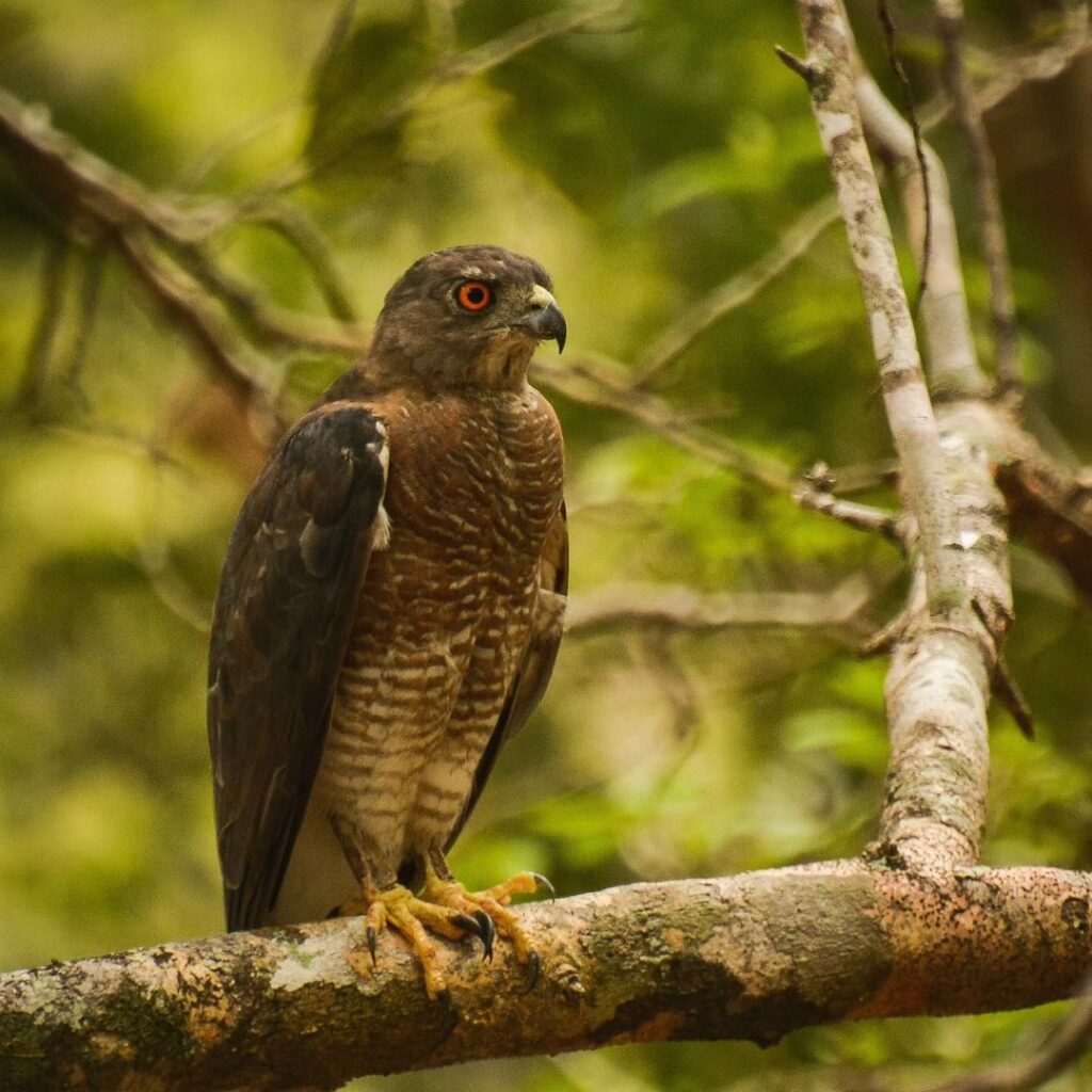 Wild life Sri Lanka