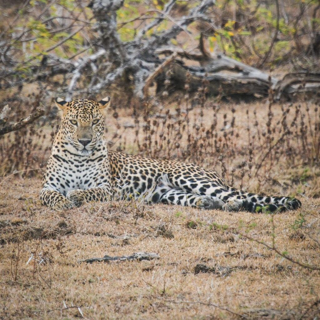 Wild life Sri Lanka