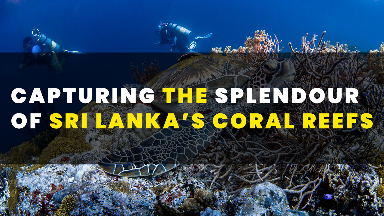 Capturing the Splendour of Sri Lanka’s Coral Reefs